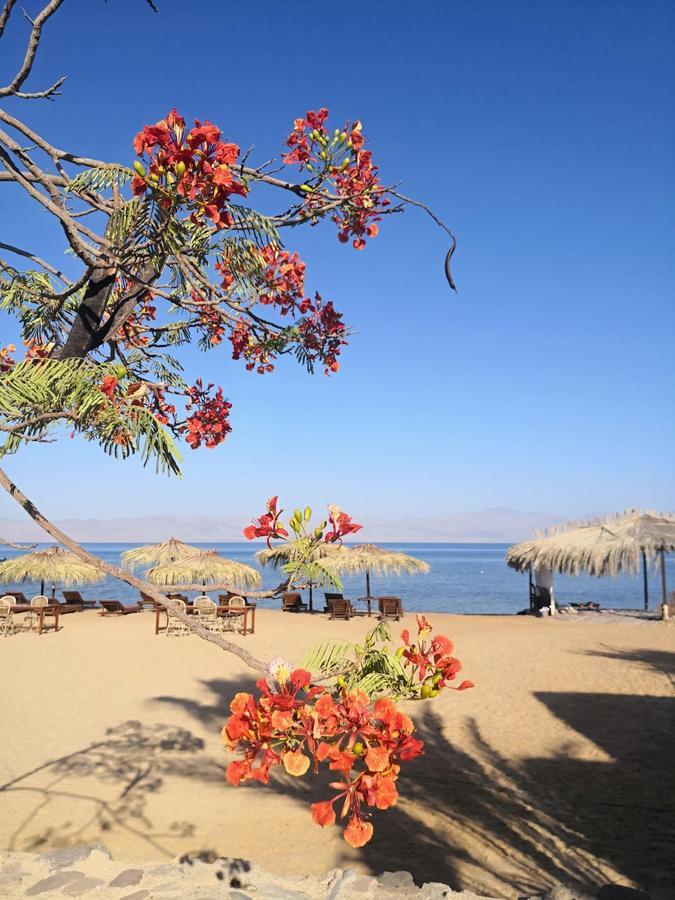 Nuweiba Lodge Bagian luar foto